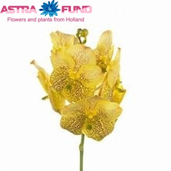 Vanda Yellow Magic fotografie