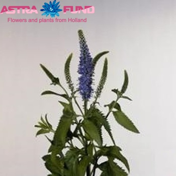 Veronica  'Blauriesin' photo