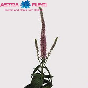 Veronica 'Anna' photo