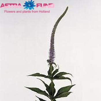 Veronica 'Apollo' photo