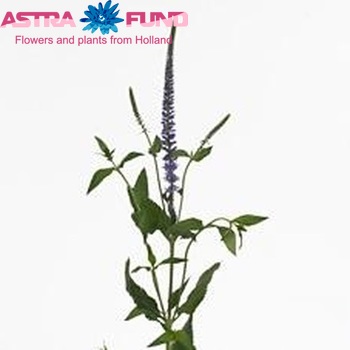 Veronica 'Blue Lagoon' photo