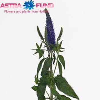 Veronica Blue Spark photo