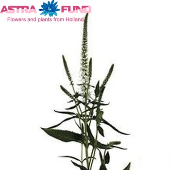 Veronica 'Caya' φωτογραφία