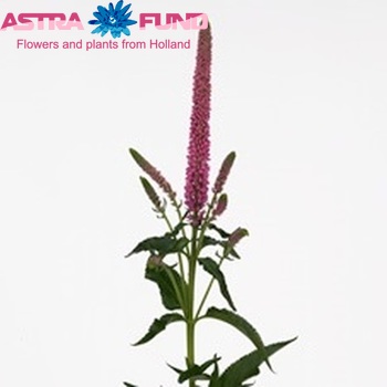 Veronica Clea Rosella φωτογραφία