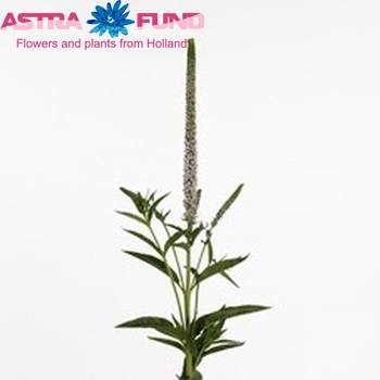 Veronica Clea Roswitha φωτογραφία