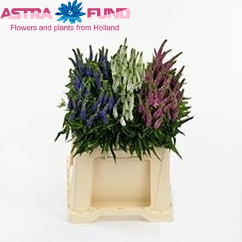 Veronica gemengd in fust φωτογραφία