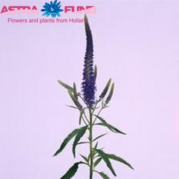 Veronica 'Heroud' φωτογραφία