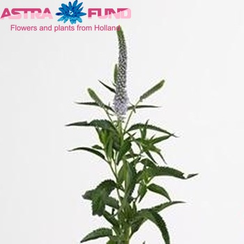 Veronica Lavender Spark φωτογραφία