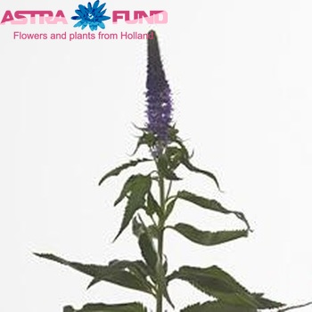 Veronica 'Lazula' φωτογραφία