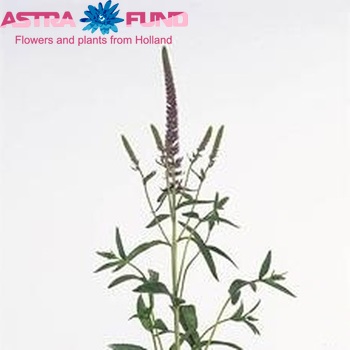 Veronica longifolia 'Eveline' φωτογραφία
