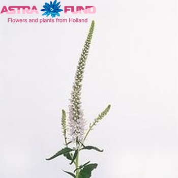 Veronica longifolia 'Iglo' φωτογραφία