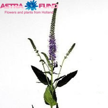Veronica longifolia 'Lavender Blue' φωτογραφία