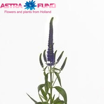 Veronica longifolia 'Melanie' φωτογραφία