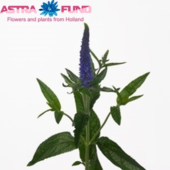 Veronica longifolia 'Melanie Purple' φωτογραφία