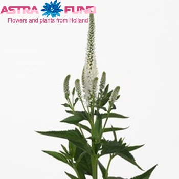 Veronica longifolia 'Melanie White' φωτογραφία