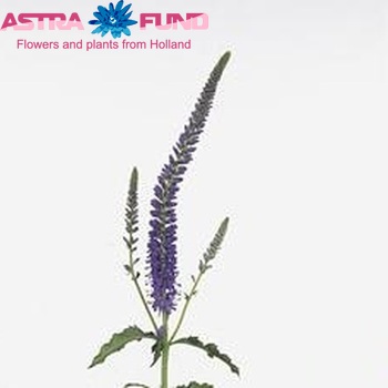 Veronica longifolia 'Pacific Ocean' φωτογραφία