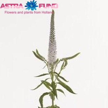 Veronica longifolia 'Silver Queen' φωτογραφία
