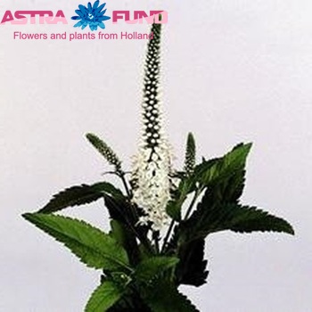Veronica longifolia 'White Jolanda' φωτογραφία