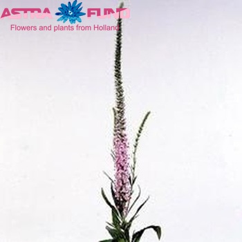 Veronica 'Pink Beauty' φωτογραφία