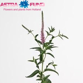 Veronica Pink Spark φωτογραφία