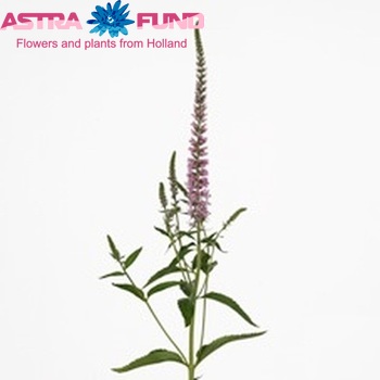 Veronica spicata 'Denise' φωτογραφία