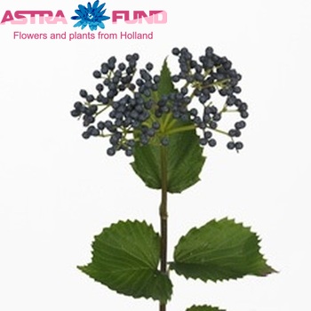 Viburnum dentatum per tak 'White And Blue' photo