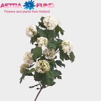 Viburnum opulus Magical Rosella photo