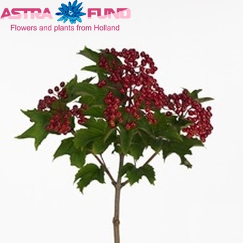 Viburnum opulus per tak Magical Red decor photo