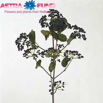 Viburnum per tak dentatum 'Inge' photo