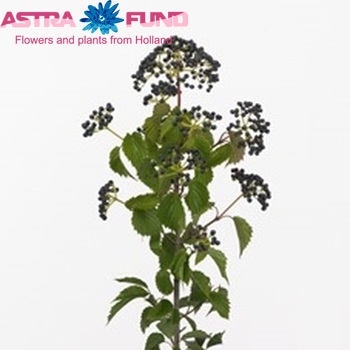 Viburnum per tak dentatum Magical Blue photo