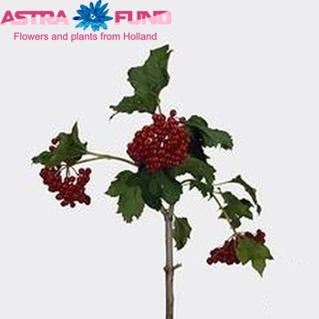 Viburnum per tak opulus 'Compactum' photo