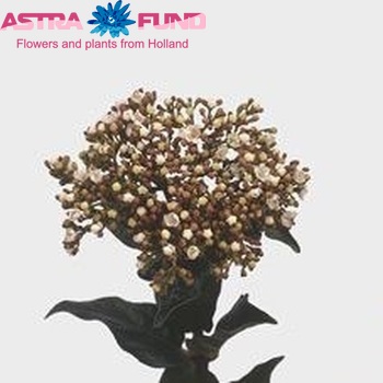 Viburnum tinus per stuk First Spirit fotografie