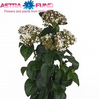 Viburnum tinus per stuk 'Macrophyllum' fotografie
