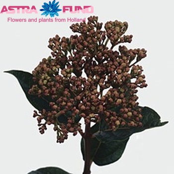 Viburnum tinus per stuk Red Spirit Foto