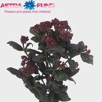 Viburnum tinus per stuk 'Sapir' Foto