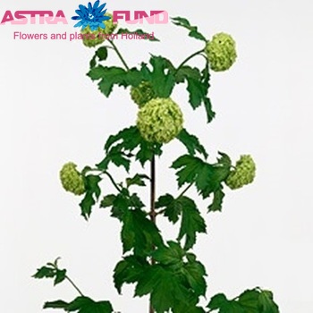 Viburnum opulus photo