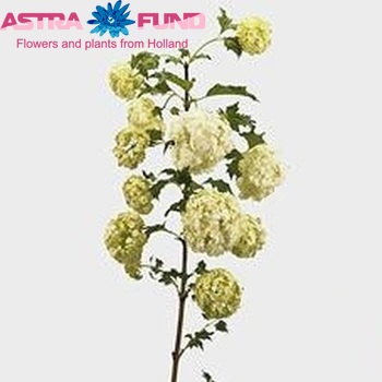 Viburnum opulus 'Roseum' photo