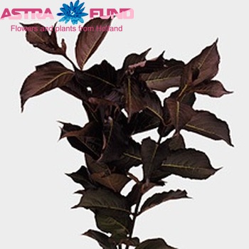 Weigela florida 'Alexandra' photo