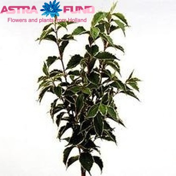 Weigela florida 'Susanne' photo