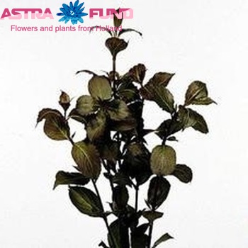 Weigela florida 'Victoria' photo