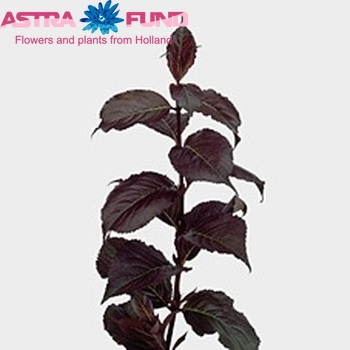 Weigela Shining Fantasy photo