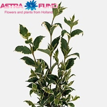 Weigela Sunny Fantasy photo