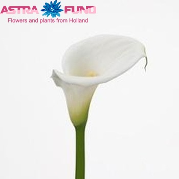 Zantedeschia aethiopica 'Ambiance' photo