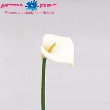 Zantedeschia aethiopica 'Avalanche' photo