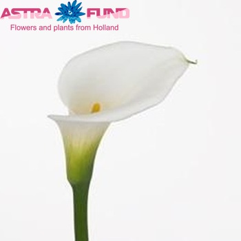 Zantedeschia aethiopica 'Avance' photo