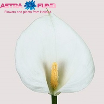 Zantedeschia aethiopica 'Childsiana' photo