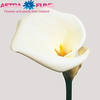 Zantedeschia aethiopica 'Colombe de la Paix' photo