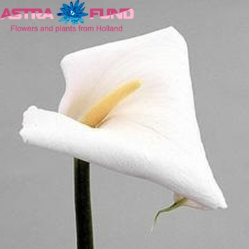 Zantedeschia aethiopica 'Febe' photo
