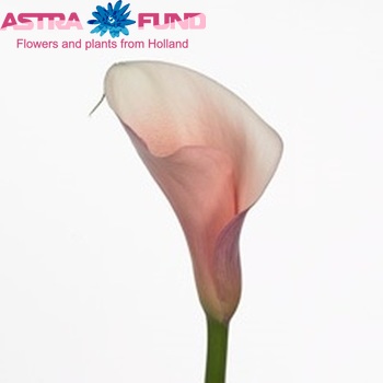 Zantedeschia aethiopica 'Flamingo' photo