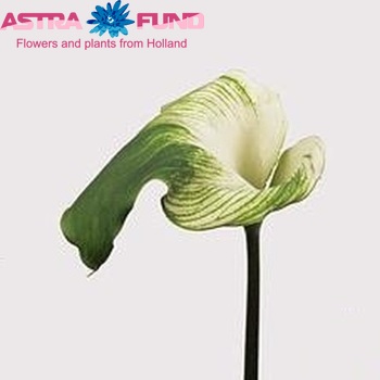 Zantedeschia aethiopica 'Green Goddess' photo